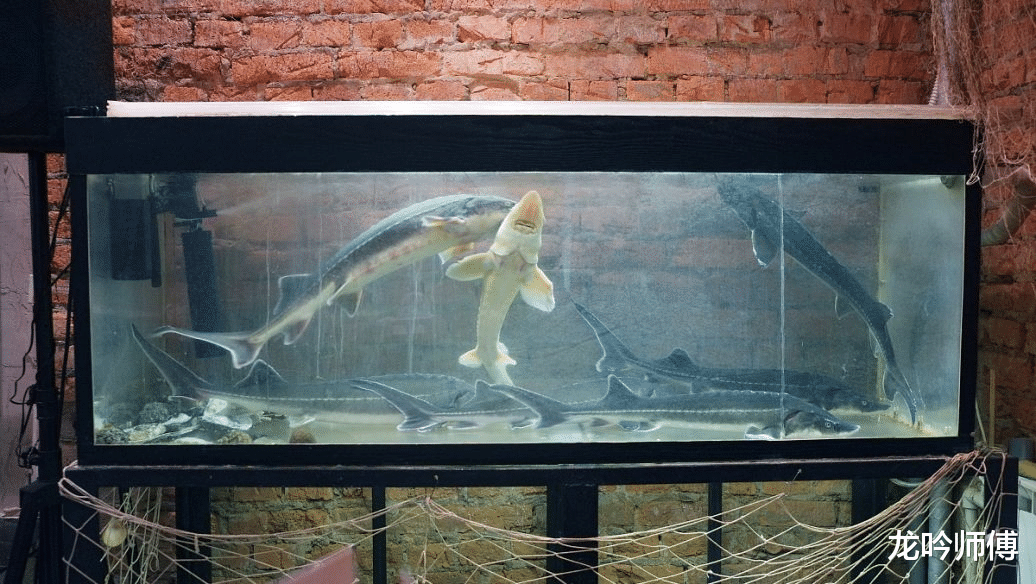 家里想摆鱼缸，应该如何放置？要注意哪些禁忌