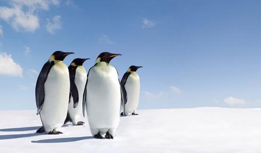 南极企鹅 喜洋洋搞笑动物南极企鹅