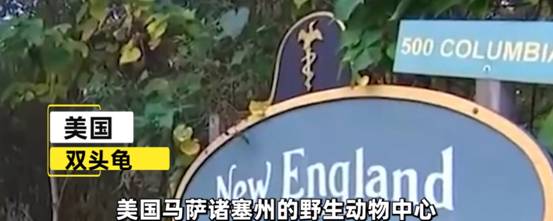 美国出现双头乌龟,日本之前也出现过,但美国的比它更神奇