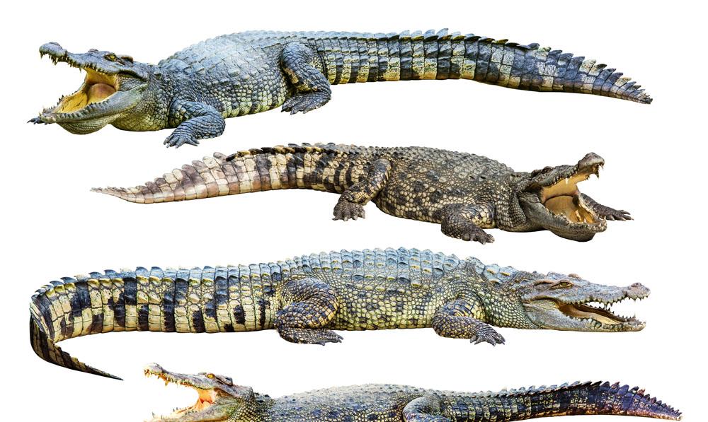 情微说 鳄鱼家族有多倒霉？努力了两亿年，每次在马上称霸时被地球针对