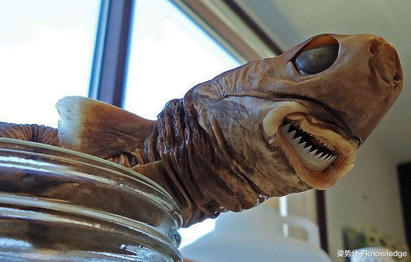 科学家 连大白鲨甚至军舰都不放过，体长仅50厘米的雪茄达摩鲨，有何本领