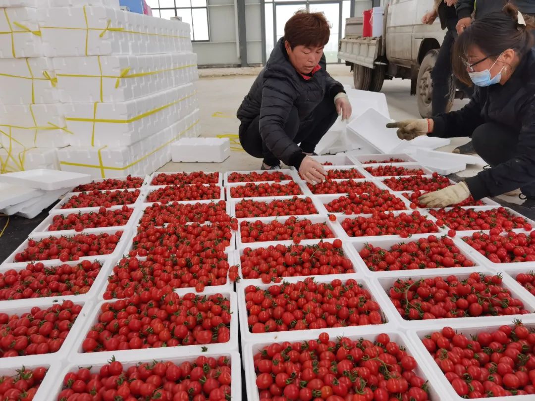 郓城县广播电视台 郓城“网红打卡地”：红彤彤的圣女果挂满枝头