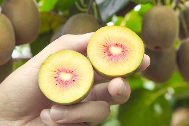 血糖|血糖高的人能吃猕猴桃吗？医生：若想养好胰岛，4种水果不妨常吃