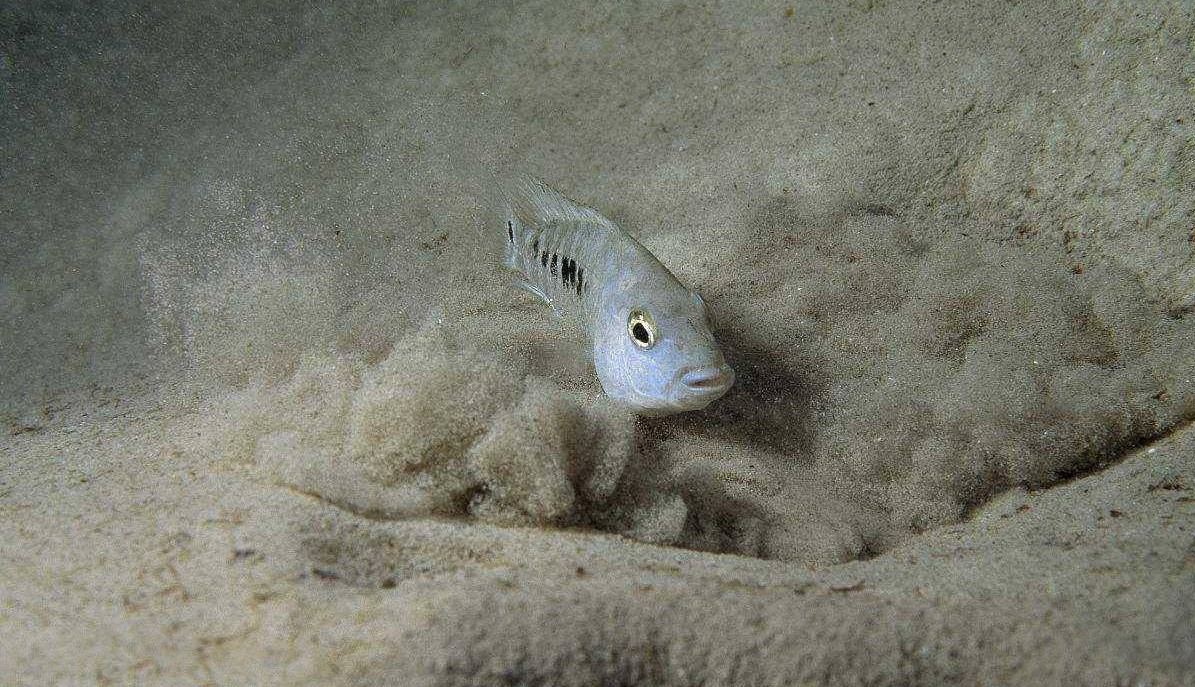 死亡谷 与世隔绝了五万年，全球仅剩38条的沙漠鱼，如今怎么样了？