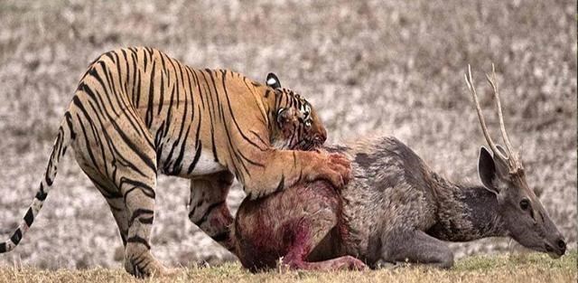 宇航员 人类只吃食草动物，几乎不吃食肉动物，是因为口感问题吗？