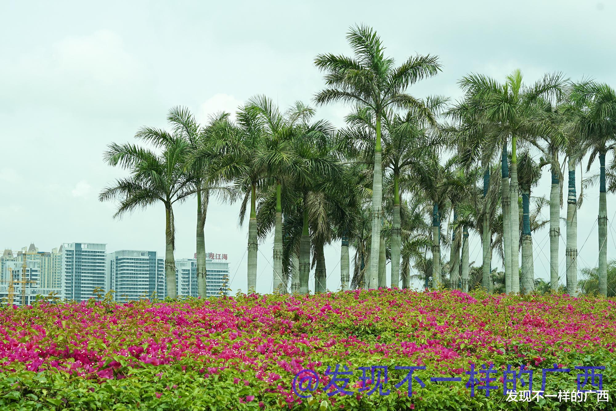 发现不一样的广西 在北海，第一次看到这么美的一个公园！