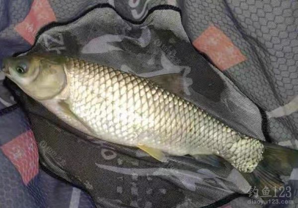 草鱼|夏季如何垂钓大草鱼，三个办法总有一个适合你