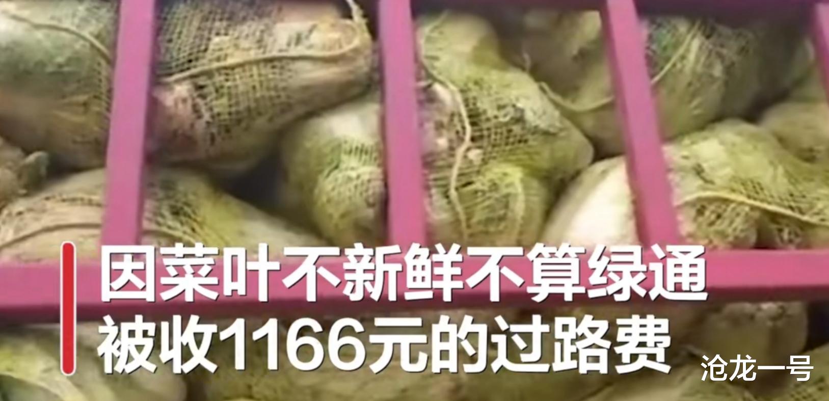 沧龙一号 司机运输17吨白菜被收1166元过路费，工作人员：肉眼可见不新鲜