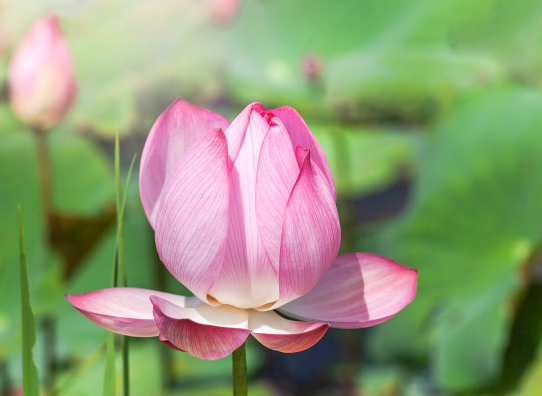 星临天下 10月底,鸿运当头,4属相桃花朵朵开,喜事接二连三,幸福满满