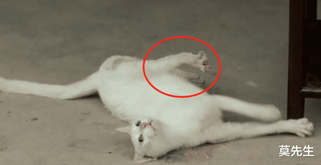 天国的嫁衣|2021年10大国产烂剧：第9部低分因虐猫，最低分仅有2.6分