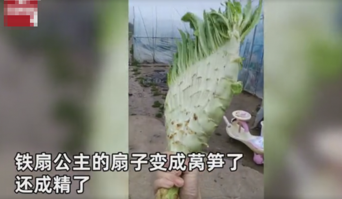 青海新闻联播 女子发现自家莴笋长成大“蒲扇”!网友直呼:这是诸葛亮的扇子吧