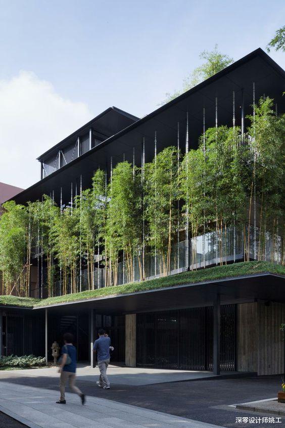 |不花钱买遮阳窗帘,靠绿植做窗前遮阳,室内外分分钟成了天然氧吧