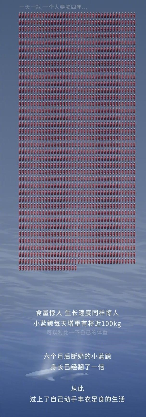 细数蓝鲸的一生,“鲸落”或是留给大海最后的温柔!(漫画)