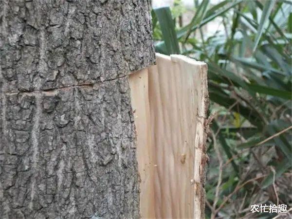 中药材|曾因“壮阳”被剥树皮，成保护植物，如今却卖不上价，炒作过头？