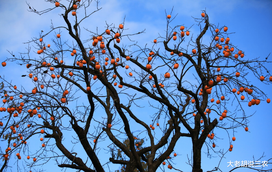 印度 农村俗语：“柿树枝头一把‘刀’，砍断脖颈砍断腰”，是咋回事？