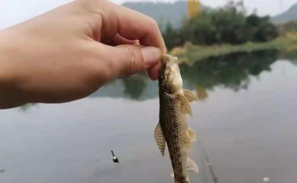 饵料|难怪钓草鱼总是空手而归，这些冷知识都不清楚，别说你是钓鱼人