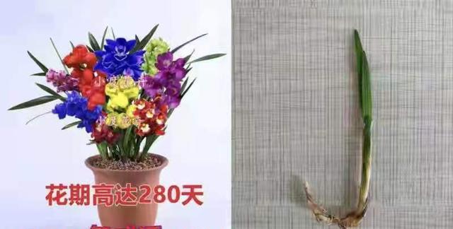 杨姐叙说 野蔷薇被叫“万能充”，海棠树既能当苹果也能当桃树卖？