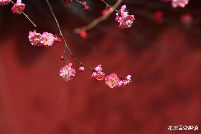 星座百变趣谈|前半生辛苦操劳，后半生苦尽甘来的生肖，厚积薄发，晚年可享福
