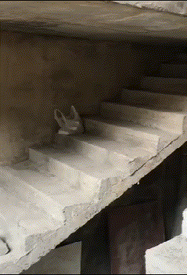 职业教育|“4条腿的蛤蟆到处是，8条腿的你见过没？”哈哈哈真开眼了...