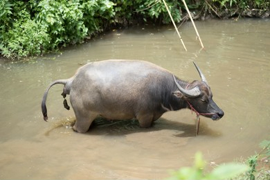 死水 野外水资源浑浊含大量病菌，为什么人不能直接饮用，动物却可以？