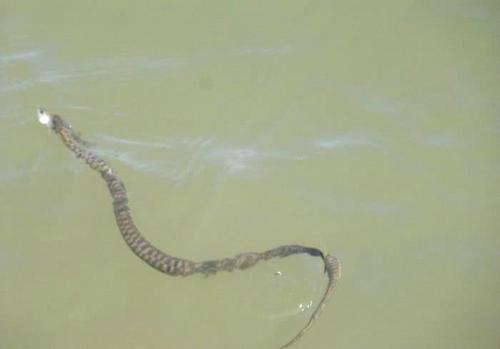 |要不是亲身经历，你永远不知道野钓时，能钓上来什么奇怪的东西