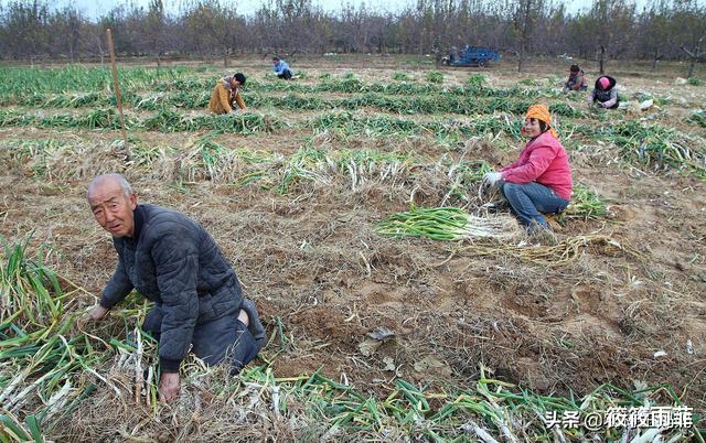 筱筱雨菲|外来物种的入侵真的很厉害？令美国人头疼不已的风滚草，在我国是何现状？