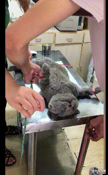 搞笑神回复|神回复：“如何才能在学校一夜成名？”网友：兄弟真厉害啊！