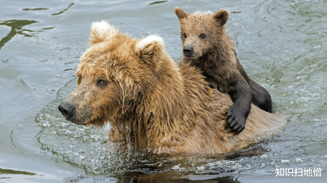 科学家 熊身后拖着10米长的东西是什么？为何还会动？科学家：人体内也有