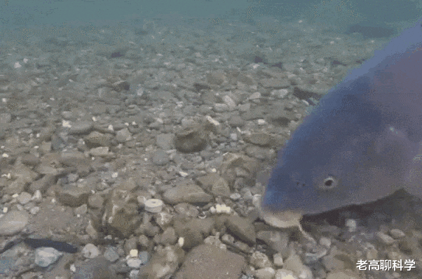 蜂蜜|一场钓鱼人的“狂欢盛宴”，别掉队，给春季野钓鲤鱼“把把脉”