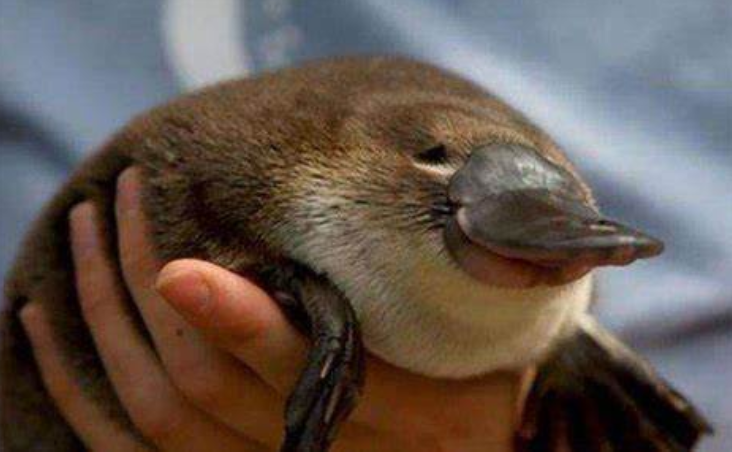 豹子 十种动物界可爱却危险的家伙