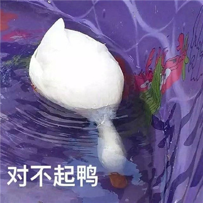 桉月|表情包：让别人马上原谅你的可爱表情