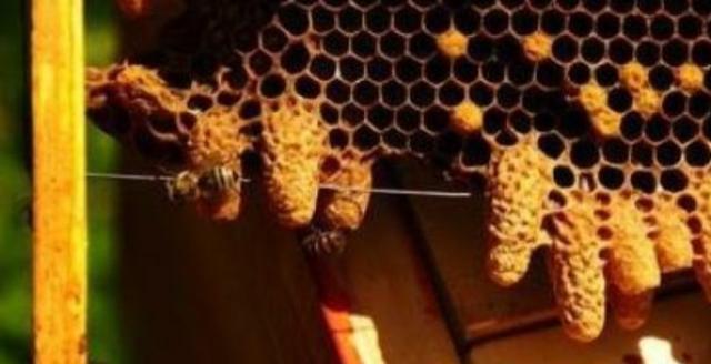 蜜蜂 蜂王死了多长时间有蜂王？