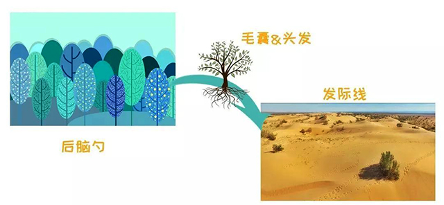 发友之家|植发真跟种树一样简单?