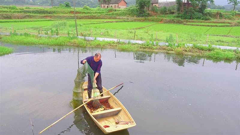  中国一年吃掉三亿吨虾，为何至今还没灭绝？小龙虾是如何繁衍的？