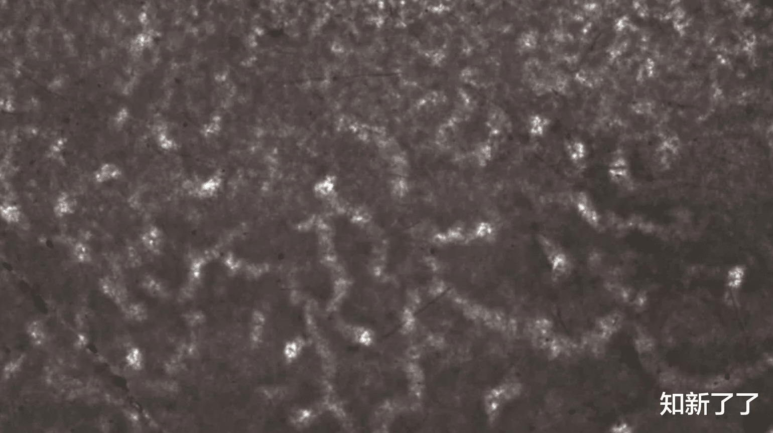 化石 动物的出现,可能比以前认为的要早数亿年