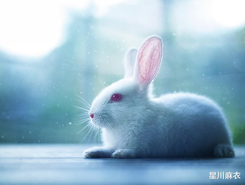 星川麻衣|9月开始贵人多助，属兔人贵气十足，资金入袋，你的贵人到了赶快迎接