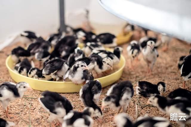 既然10亿吨饲料养活了全球100亿只牲畜,人类为什么不全民素食?