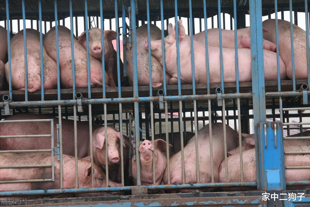 生猪价格 生猪价格全面下跌，多地跌回十元时代，3个因素不能忽略，还要降？