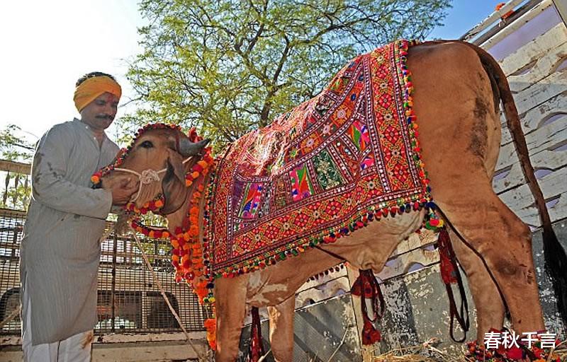 青山湖 印度富豪抛弃妻子和两个孩子，花18万跟母牛结婚，多疯狂才能这样