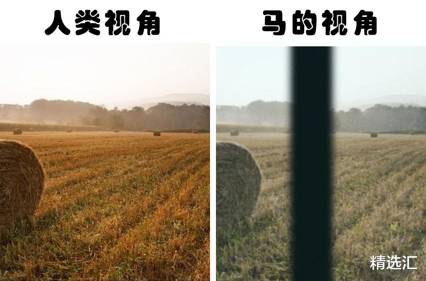动物眼中的世界有何不同?盘点7种动物所看到的这个世界的样子
