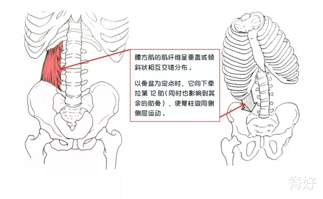 子宫肌瘤|腰背肌与脊柱——身体里的“金刚川”战场