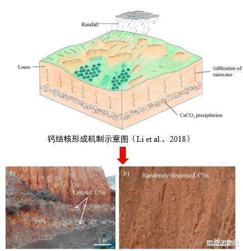 为什么草原上没有树?