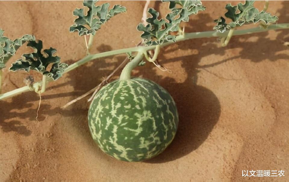 以文温暖三农 沙漠里遍地是“西瓜”为何无人敢吃,实际情况是什么?