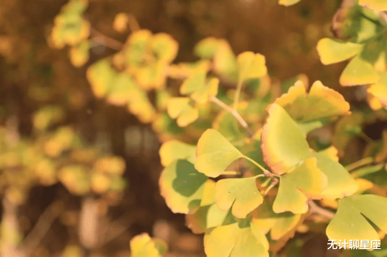 无计聊星座|未来十年，4个星座女，孝顺又善良，对婆婆很体贴，懂得照顾人