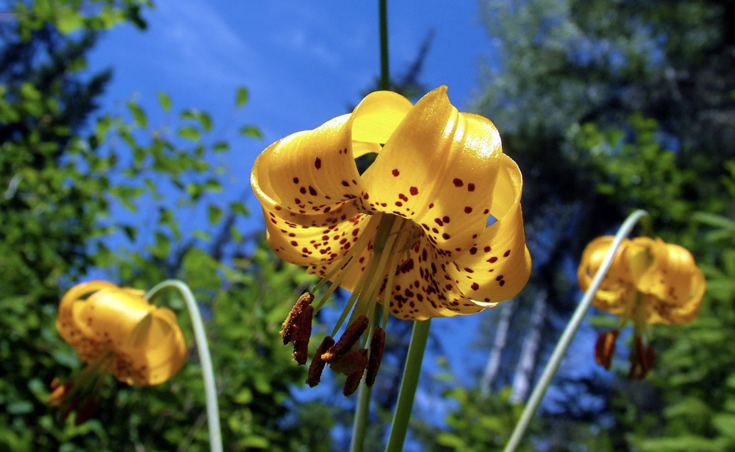 女人味|11月，贵人带路，职场高升，3生肖财通八达，闯出自己的一片天