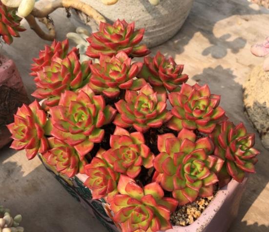 植萌|原本翠绿的蒂亚,做好6点之后,不但爆盆,颜色也鲜红了