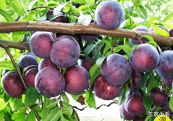 三农小毛 美国李成“没人理”，不到10年从高端水果跌成地摊货，谁来买单？