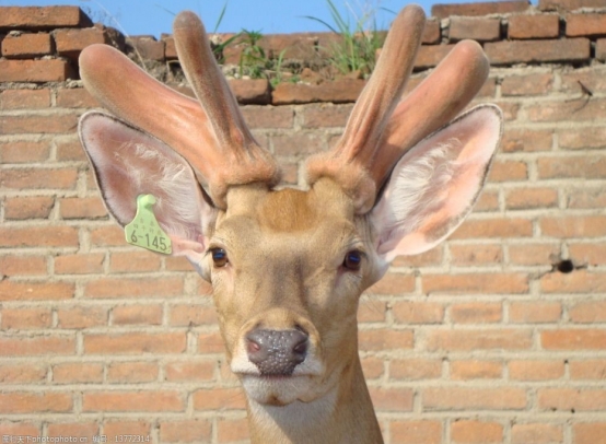 银河系 鹿角被割的时候，雄鹿会感到疼痛吗，为什么割鹿角不被禁止？