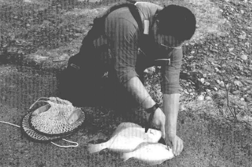 大板鲫|【 日本专业海钓入门投钓书籍 】投钓海钓渔获 鱼保鲜怎么