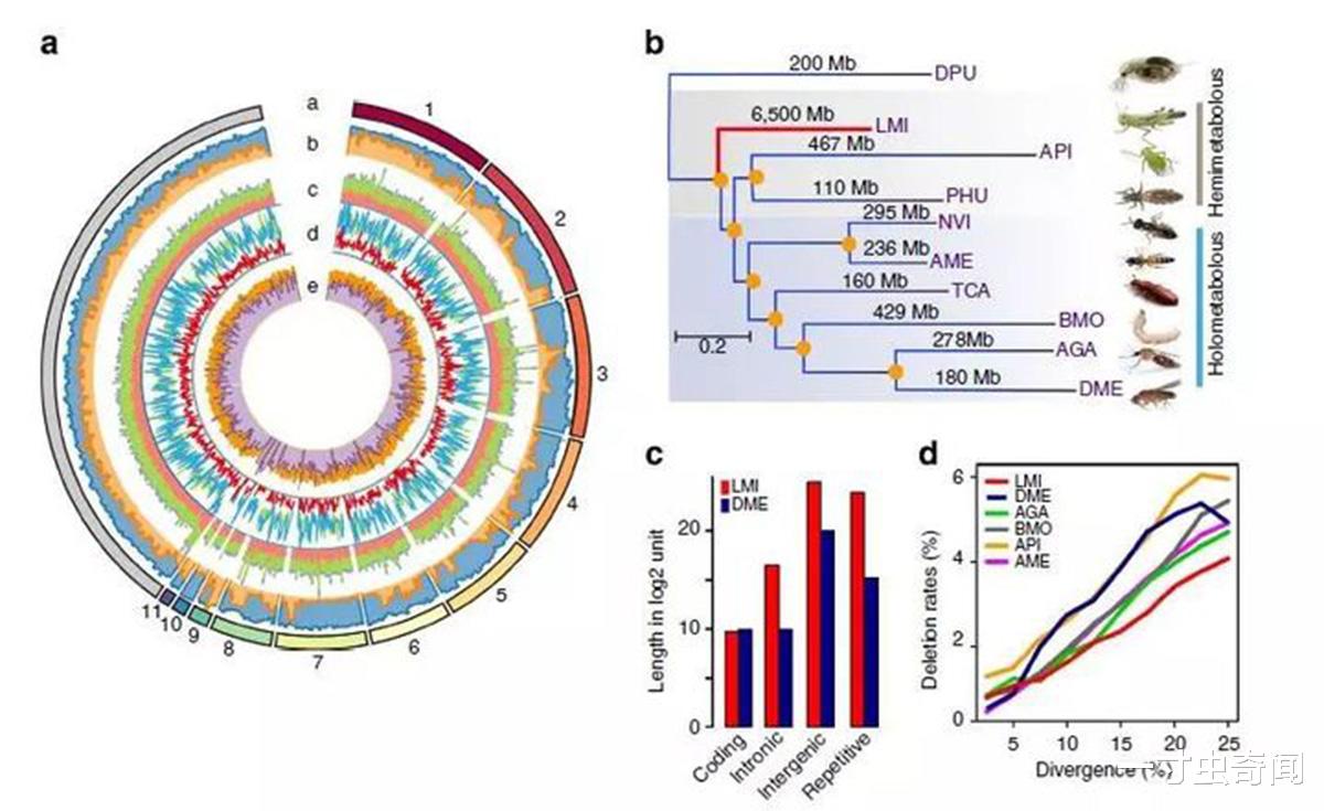一寸虫奇闻|蝗灾猛于虎?20万只椋鸟驰援新疆灭蝗,当蝗虫群居后几乎所向披靡